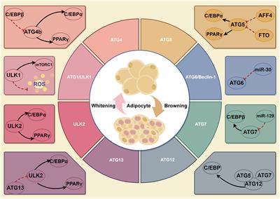 Novel perspectives on autophagy-oxidative stress-inflammation axis in the orchestration of adipogenesis
